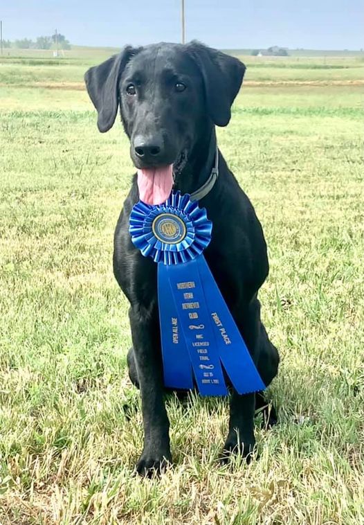 Seaside Retrievers of Panama City, Florida - Dog Breeder, Panama City